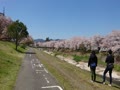 ゆったりロードの桜